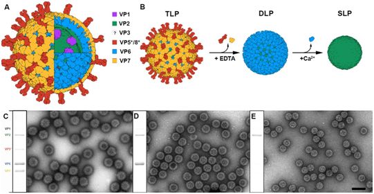 轮状病毒结构图,图片来自elife, 2018, doi:10.7554/elife.37295.