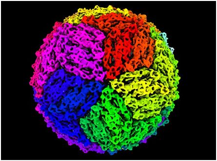 science子刊:嵌合病毒可用于疫苗制造和疾病诊断