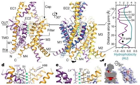 nature:揭示task离子通道的三维分子结构 有望帮助开发治疗多种人类